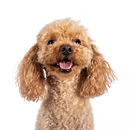 toy-poodle