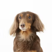 miniature-dachshund