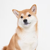 shiba-inu