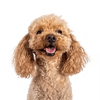 Toy Poodle
