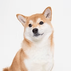Shiba Inu