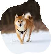 Shiba Inu